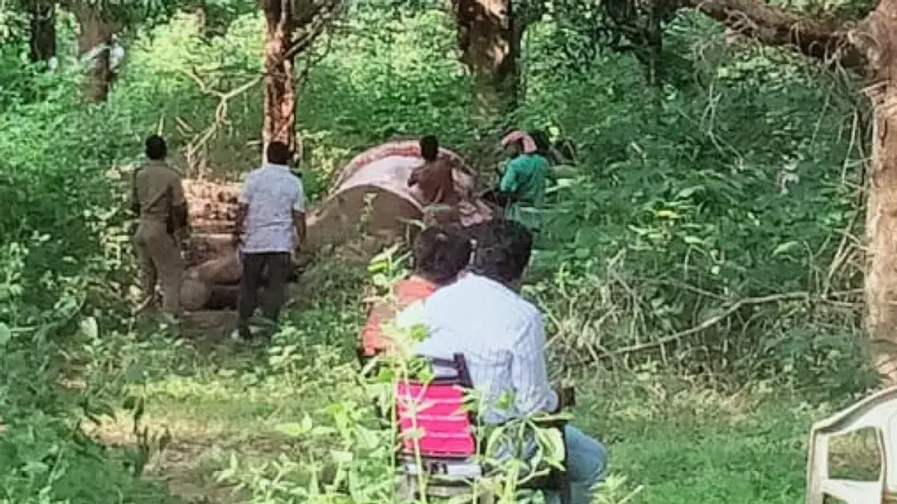 Elephants continue to die in Odisha forests as another tusker falls prey to poachers in Angul