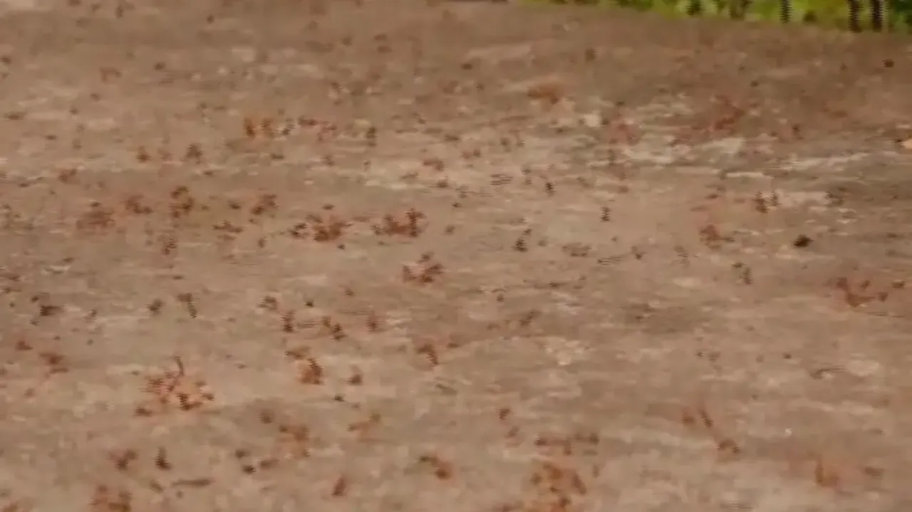 Red Ants Crawling All Over The Road In Chandradeipur, Puri