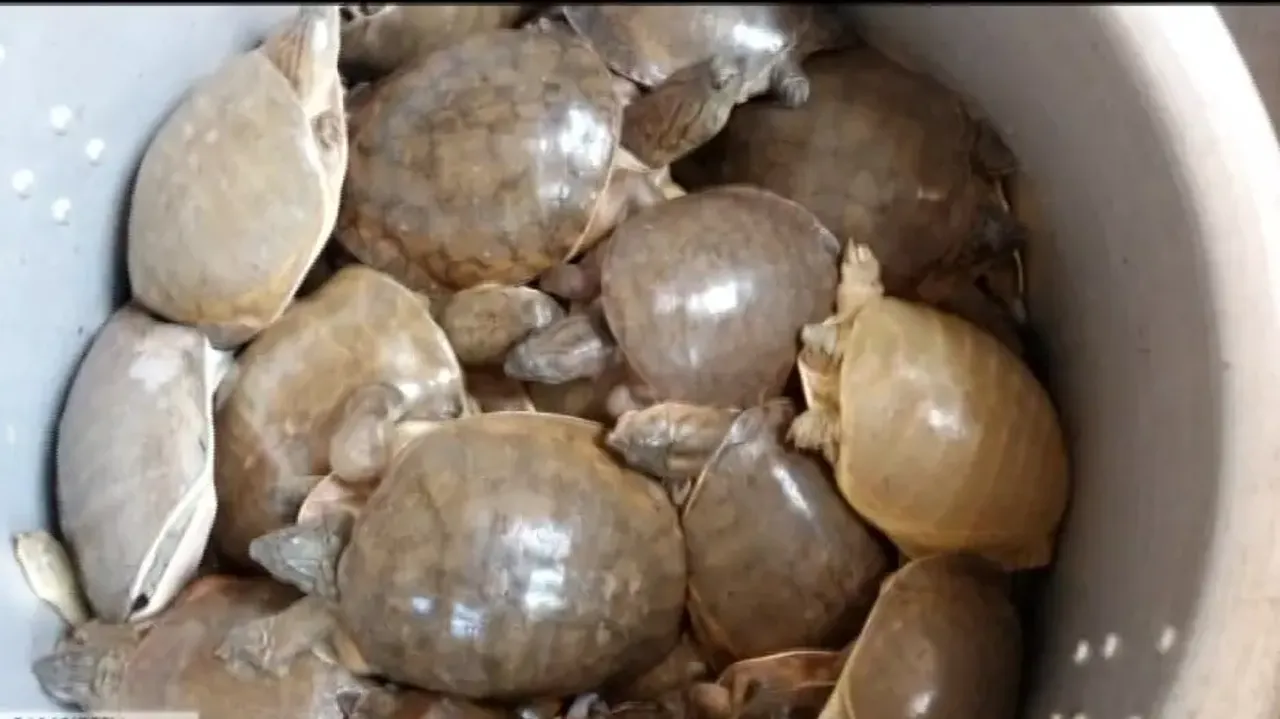 87 rare species of turtles seized, smuggler held 
