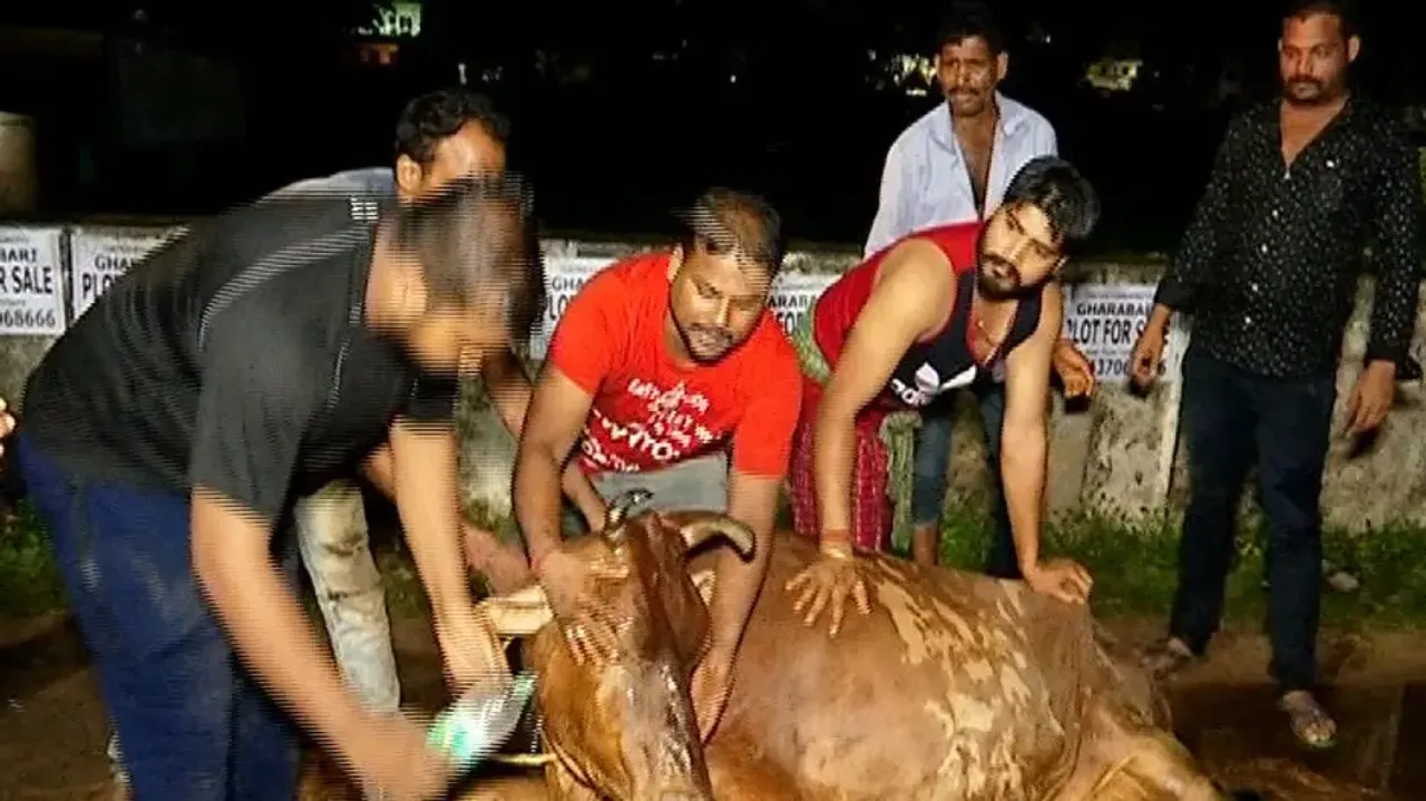 Cattle smuggling van seized