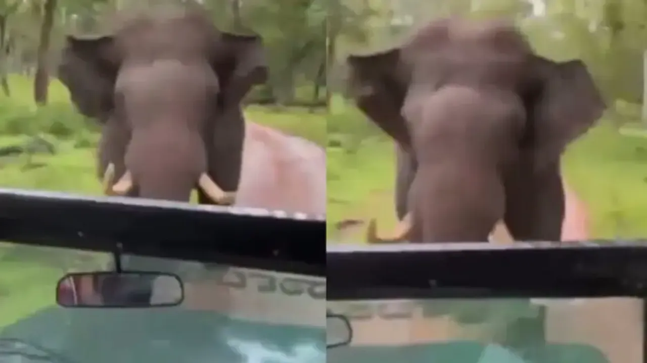  Angry elephant chases safari jeep