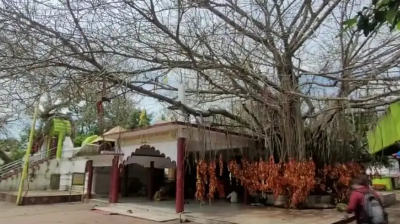 Leaf-less Banyan Tree At Achyutananda Shrine In Nemal
