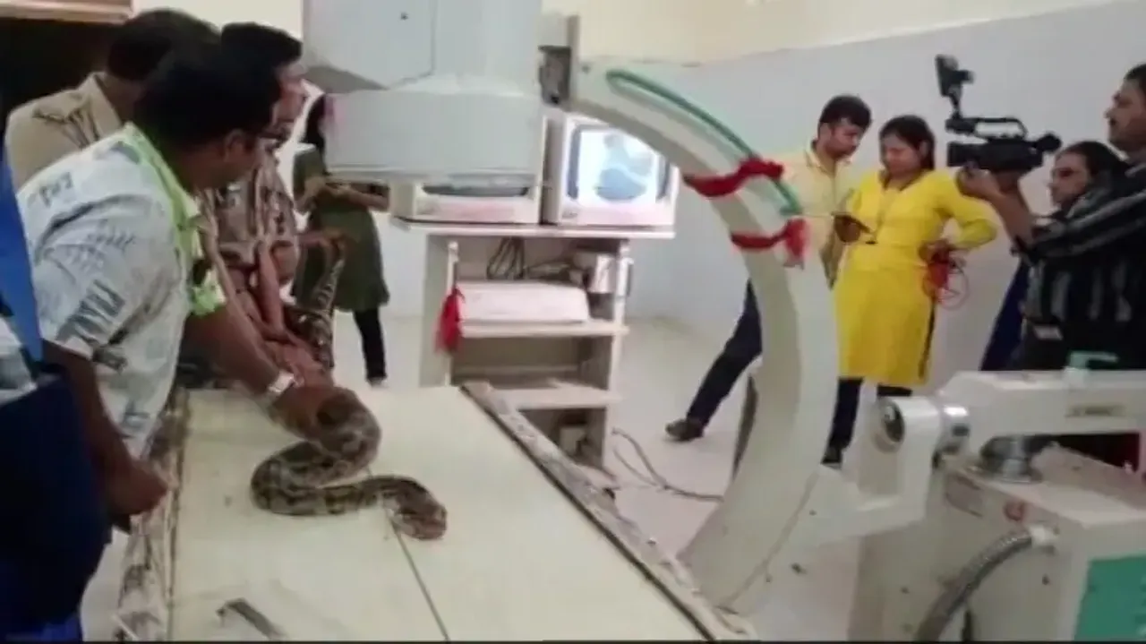 Python Operated at OUAT 