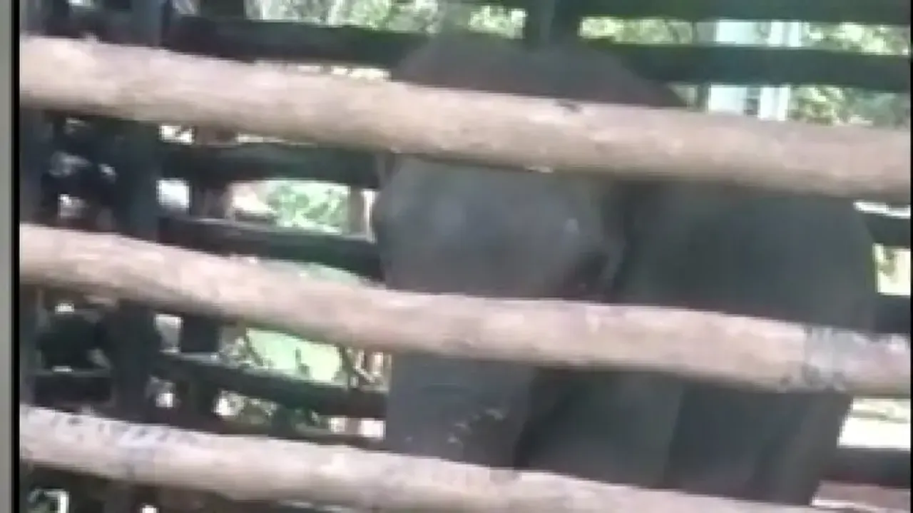 Jagatpur killer elephant becomes violent on not finding its calf