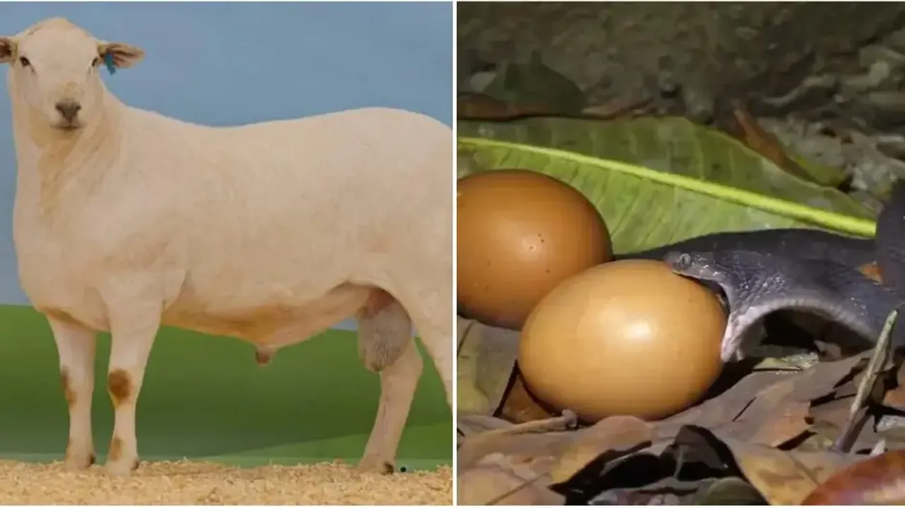 The elite sheep & the snake trying to swallow the egg