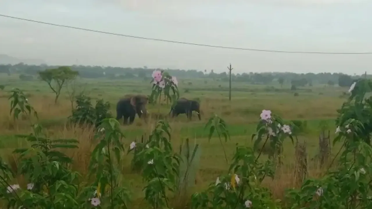 Elephants Roaming In Bonai Area