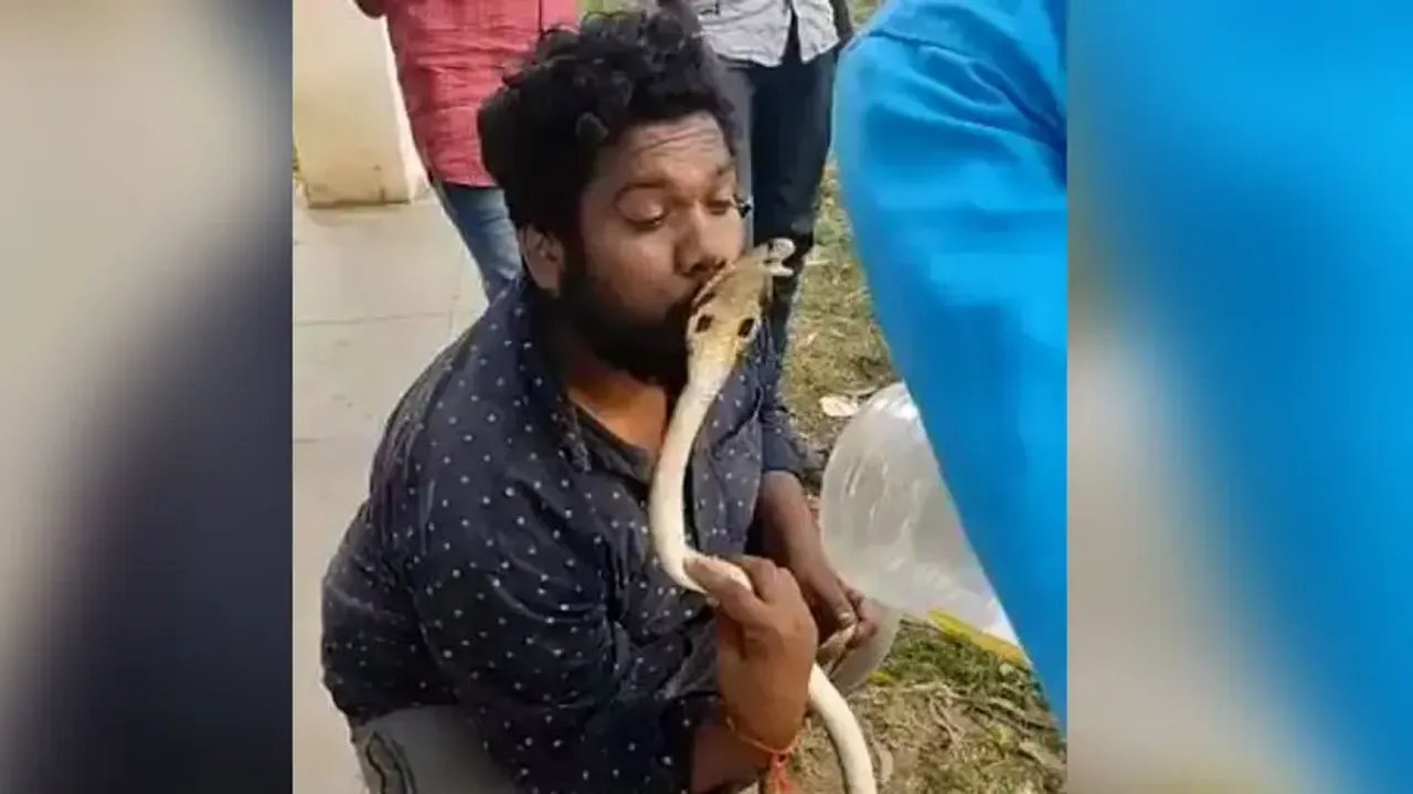 Kiss of death: Cobra awards ‘love bite’ to man kissing its hood #Watch