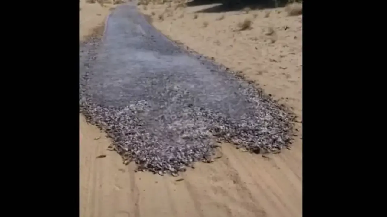 ‘River of fish’ making its way in desert is something you mustn’t miss #Watch