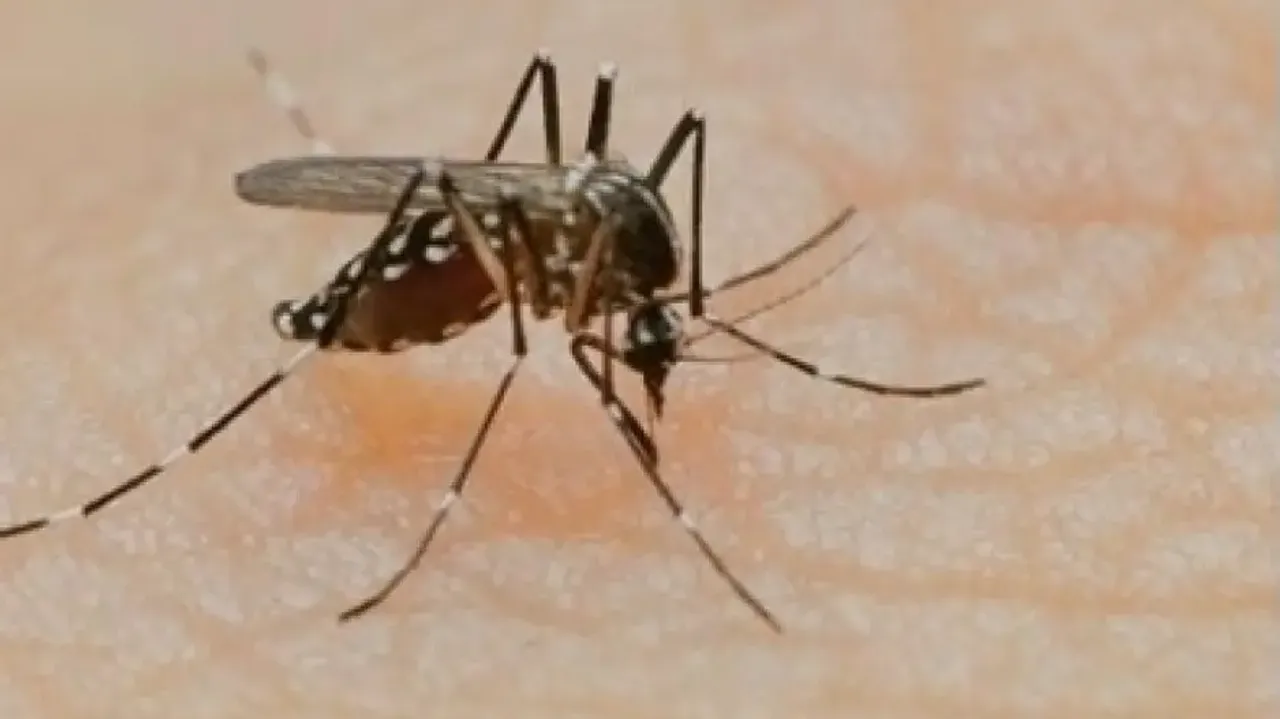 Medicines not to take in case of dengue, malaria and chikungunya