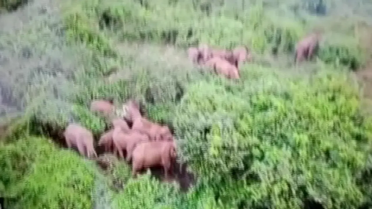 Wild elephant herd spotted near Nandankanan Zoological Park