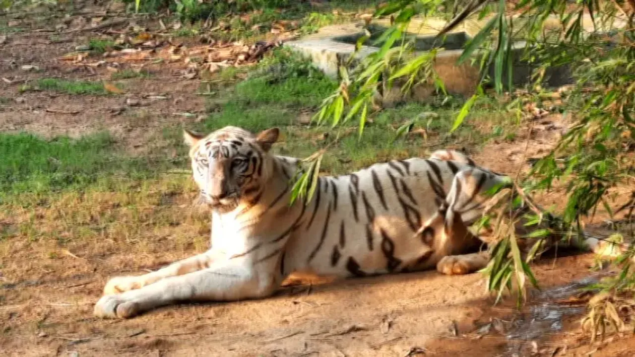 Tigress Bijaya