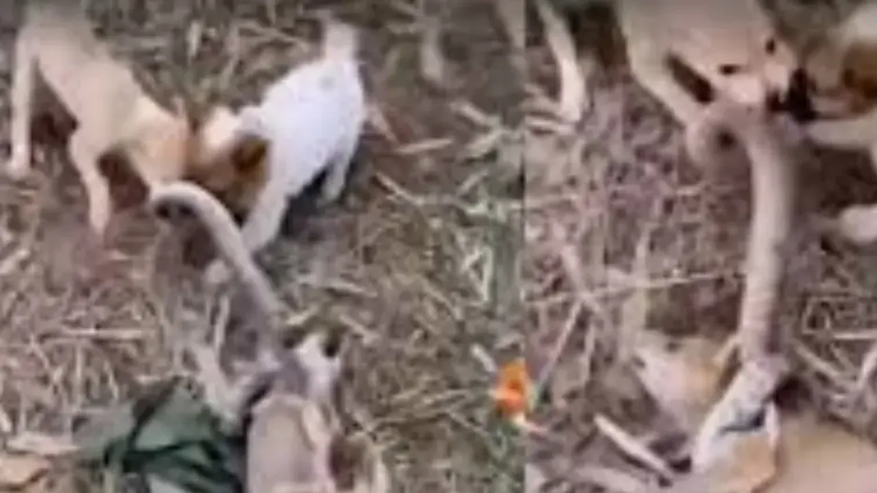 Puppy's Revenge