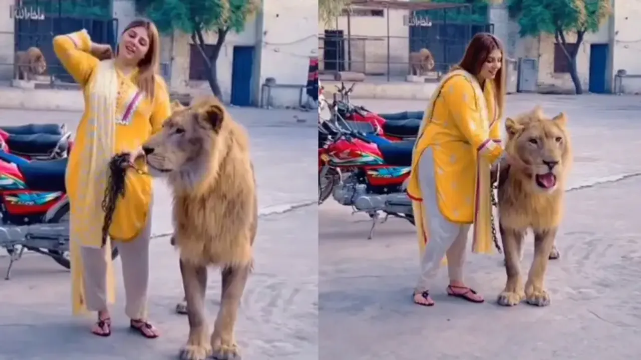 Woman takes lion on walk
