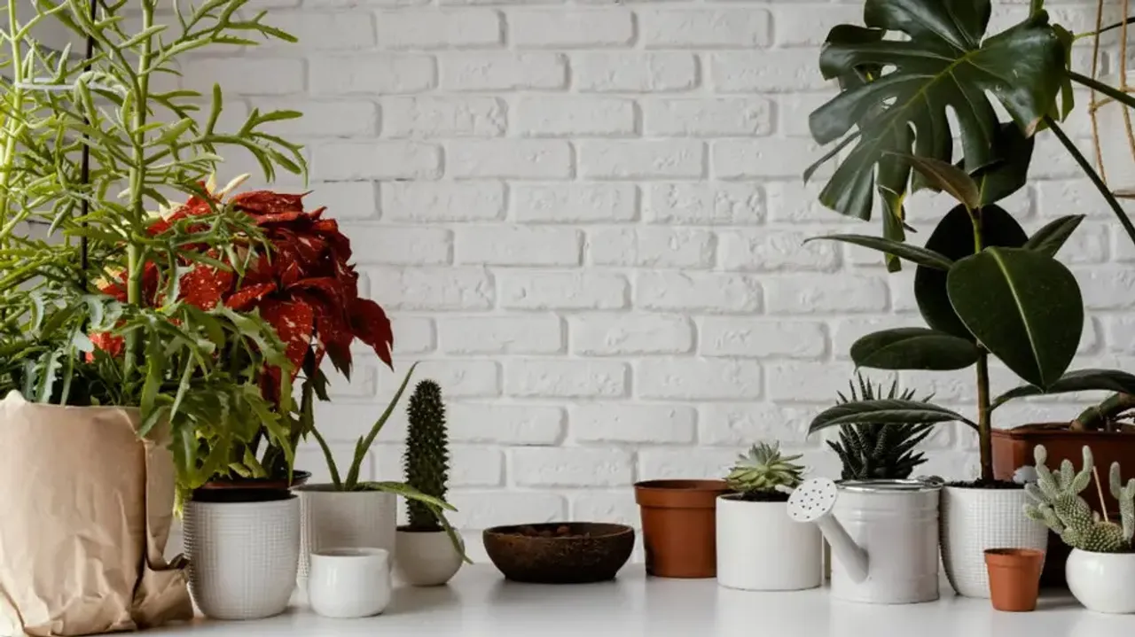 Keep these plants in your house