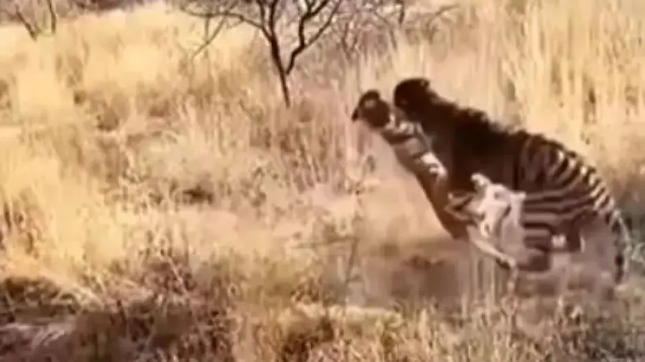 Chilling video of 2 tigers fighting ferociously goes viral