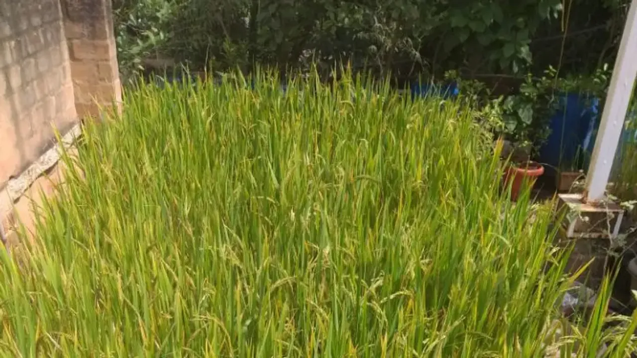 Bengaluru man grows paddy on his terrace, internet stunned