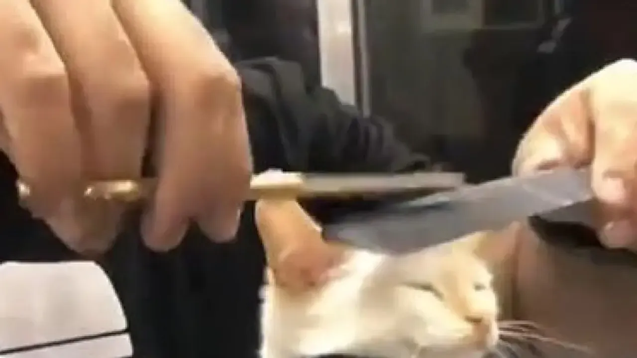 Watch: Video of cat getting haircut wins internet