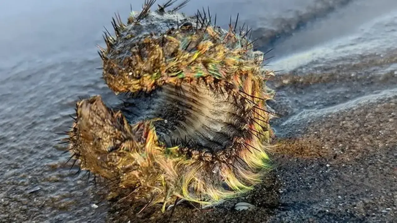 Man finds green 'alien' on Portobello Beach! Experts refute extra-terrestrial creature claims