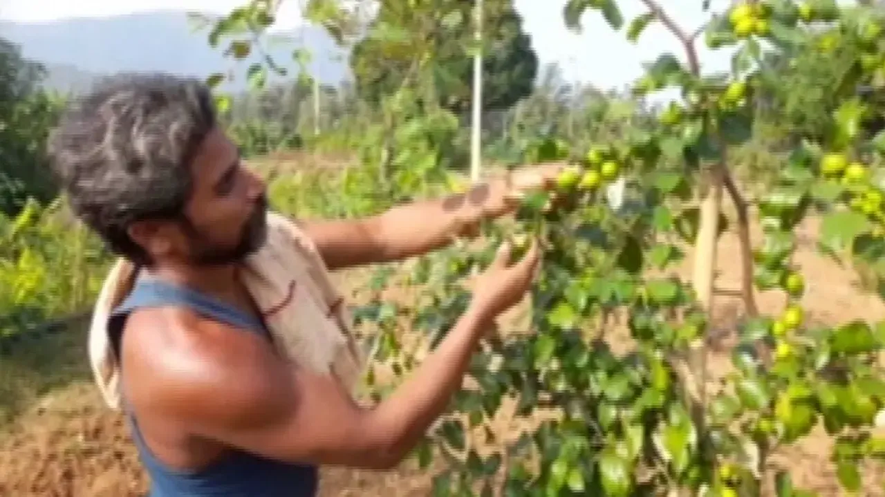 From Thailand to Ganjam village: Farmer scripts success story by growing Thailand berry 