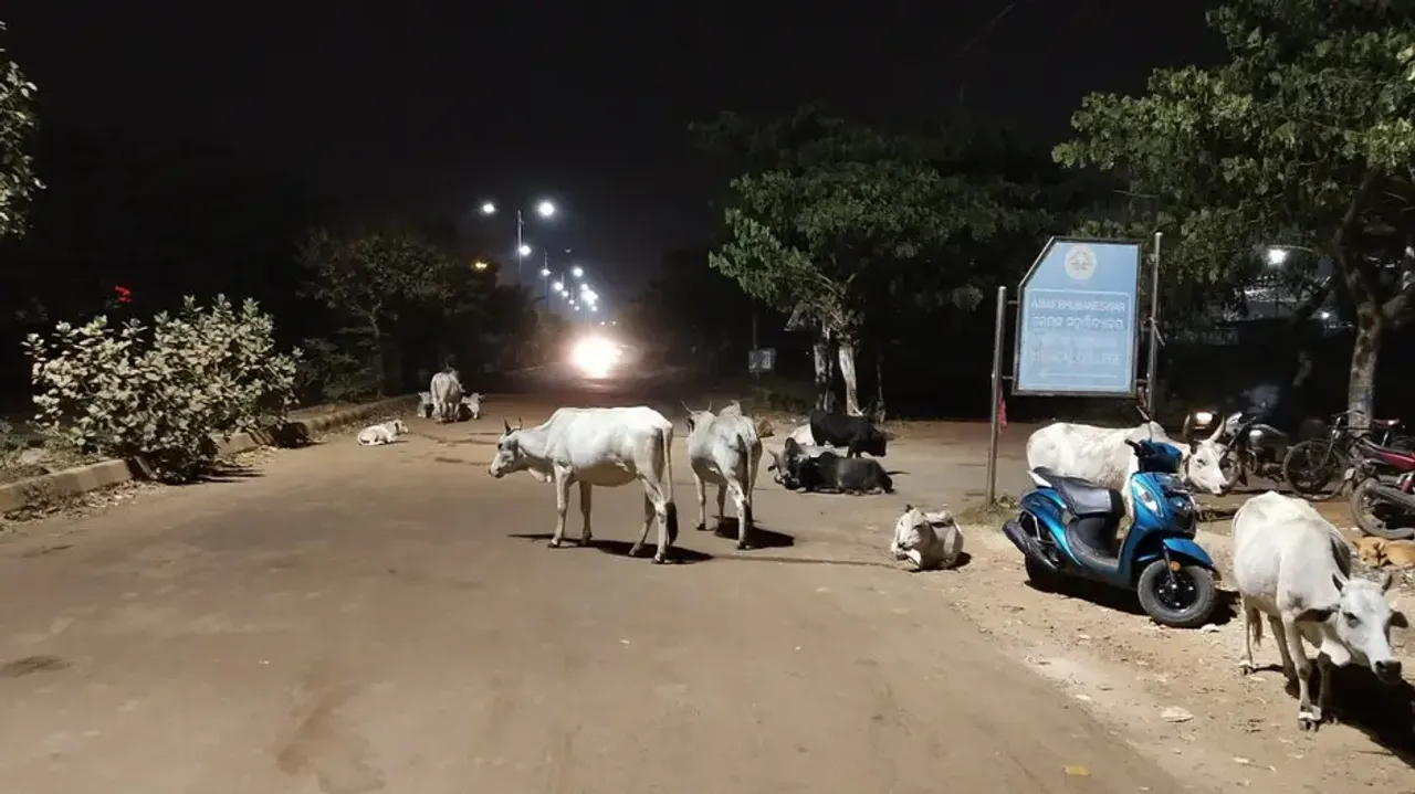 Cattle movement