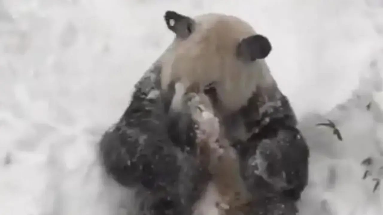 Viral video of giant Panda playing in the snow will make you go aww