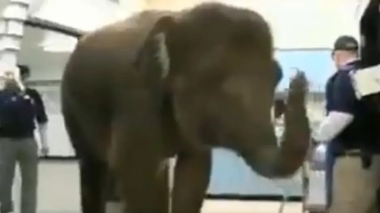Watch: Elephant undergoes X-ray, internet stunned 