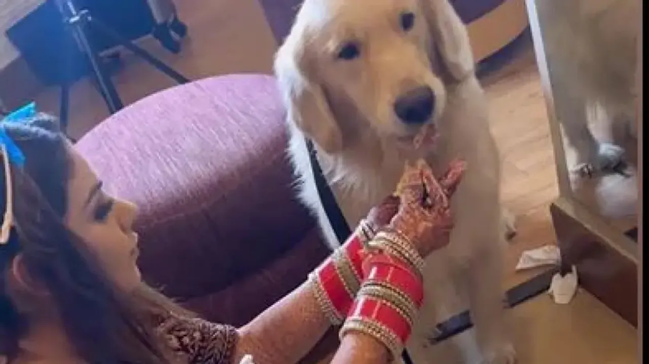 Watch: Bride takes break to feed her pet dog on her D-Day 