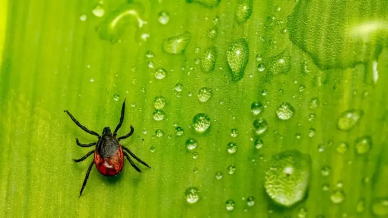 What is Lyme disease