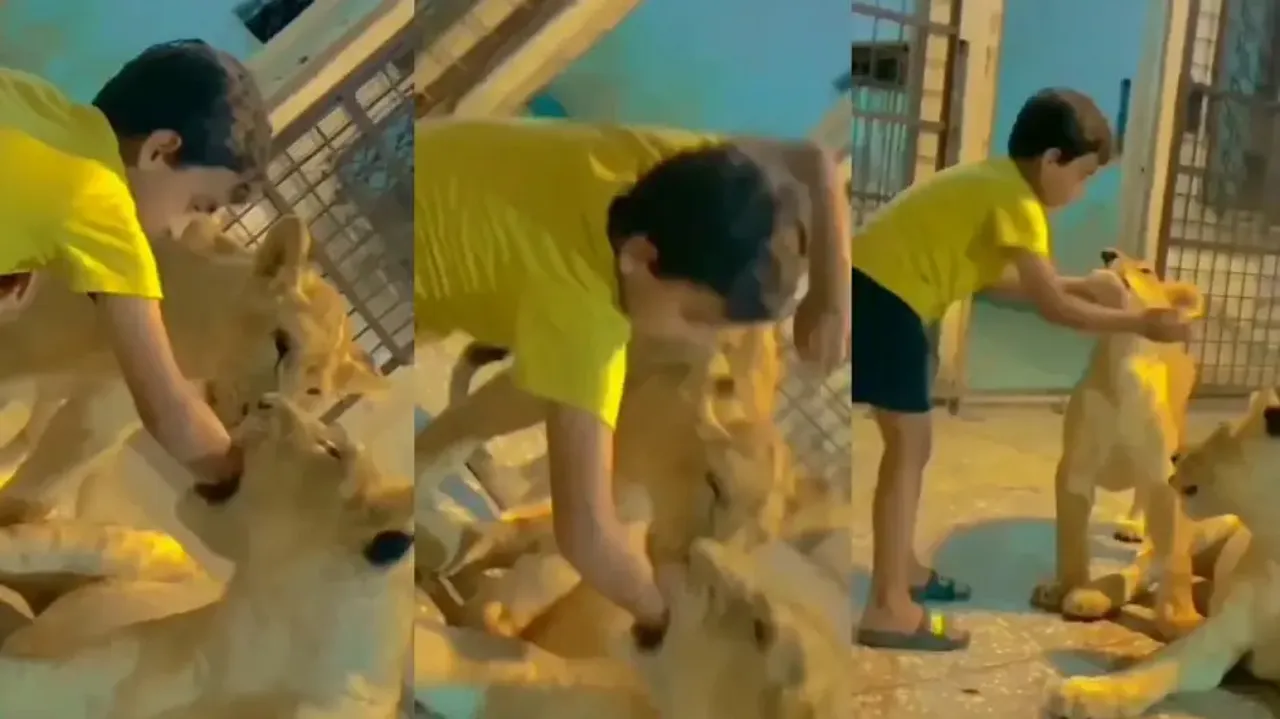 Viral video: Little boy plays with lions