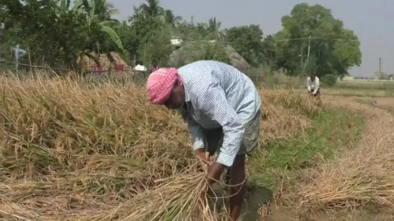 Paddy procurement: Satellite survey exposes large-scale irregularities in land registration in Odish