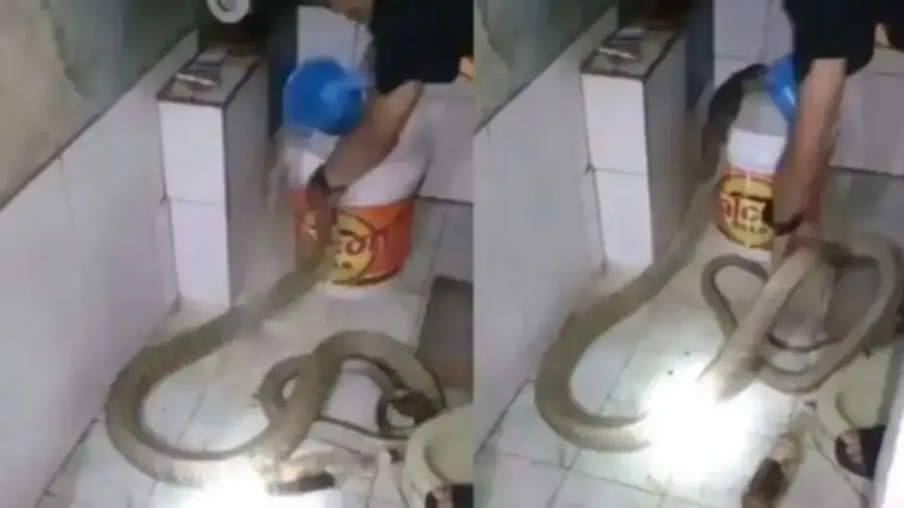 Man Bathing Cobra