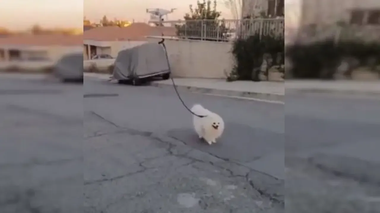 Pet dog goes for walk with drone, video goes viral