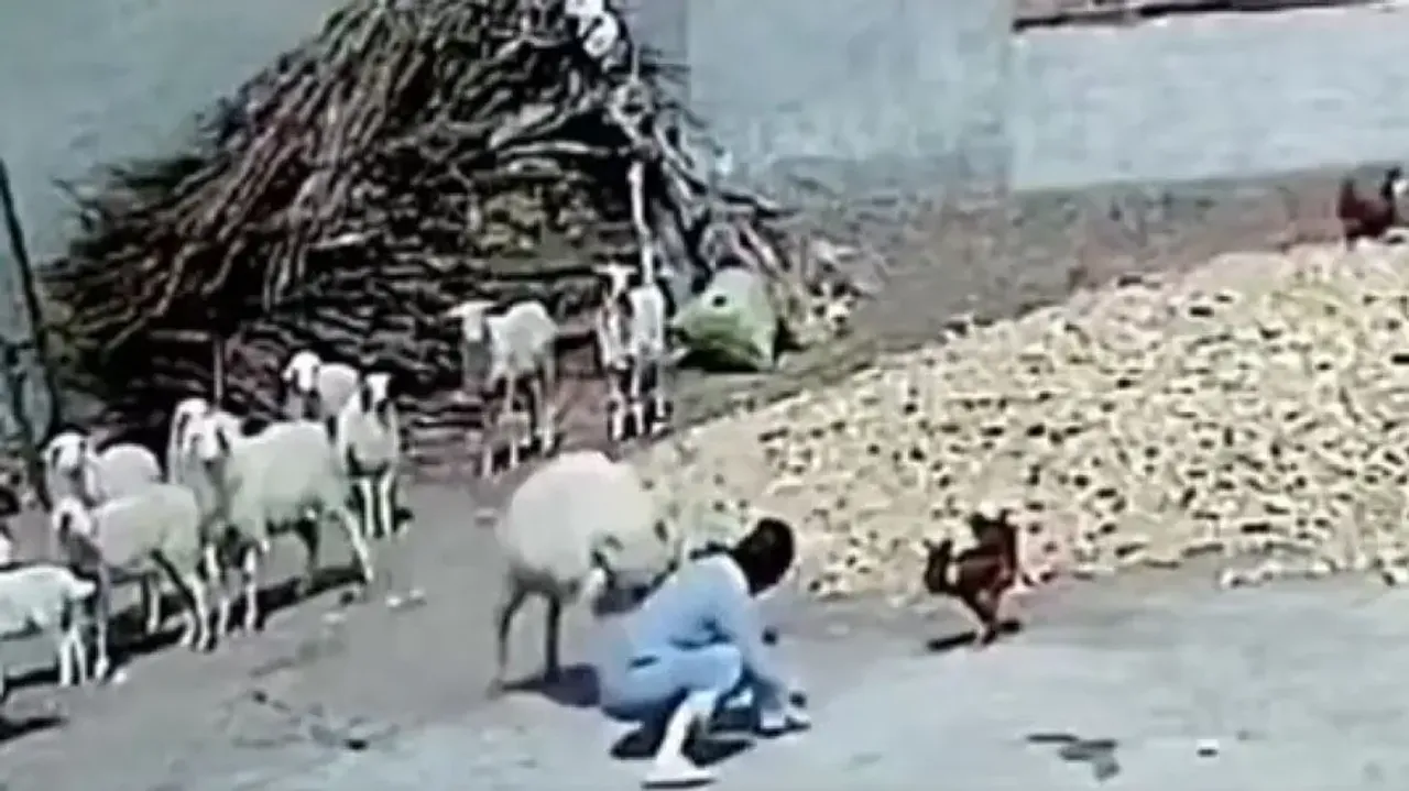 Sheep attacks woman