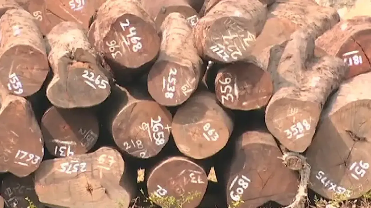 Red Sandalwood Logs Left In The Open By Odisha Forest Dept