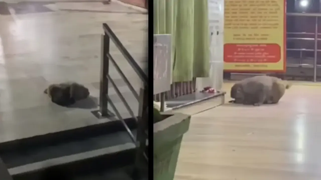 'Spiritual' monkey walks to temple every day to offer 'obeisance', watch this amazing video