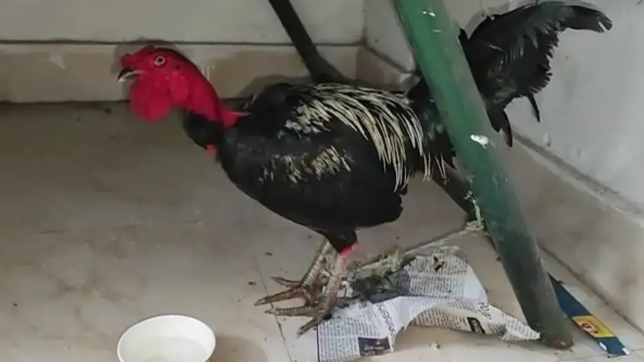 Bizarre! 7 roosters spending nights at two Odisha police stations 