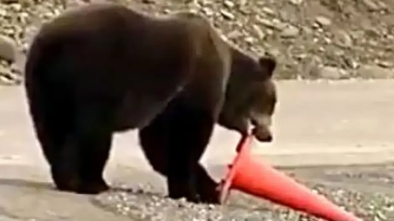 Intelligent bear picks up fallen traffic cone, puts it back on road – Watch