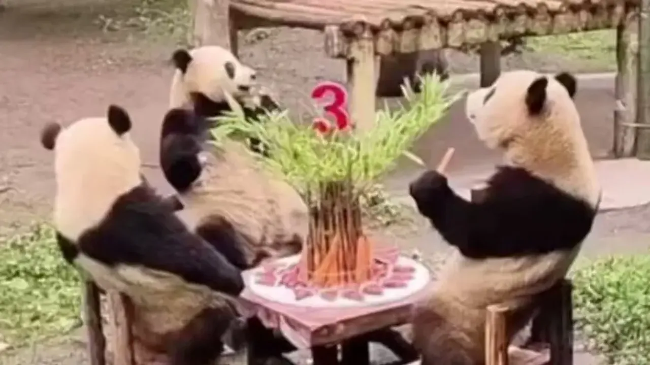 Adorable video of Panda babies enjoying birthday party will lighten up your day – Watch