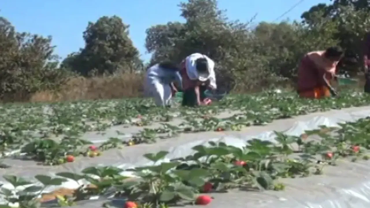Strawberry cultivation brings sweet success to these hilly tribals in Odisha 