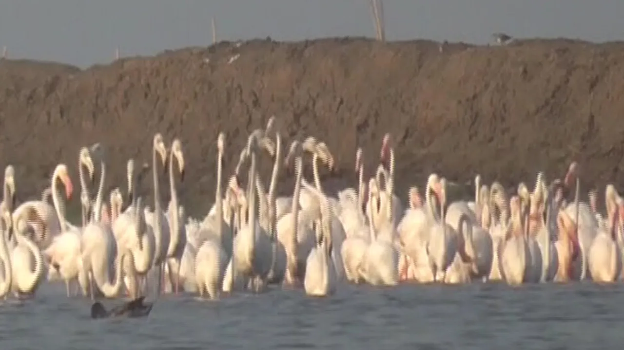 Chilika lake