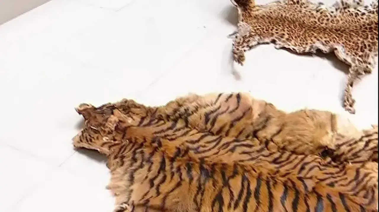 Odisha STF busts Royal Bengal Tiger hide smuggling racket, one held
