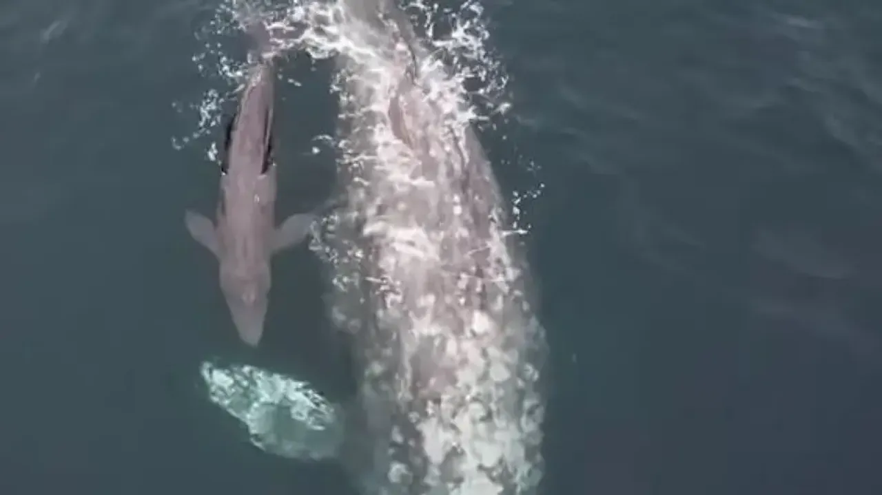 Video of whale giving birth will leave you amazed – Watch