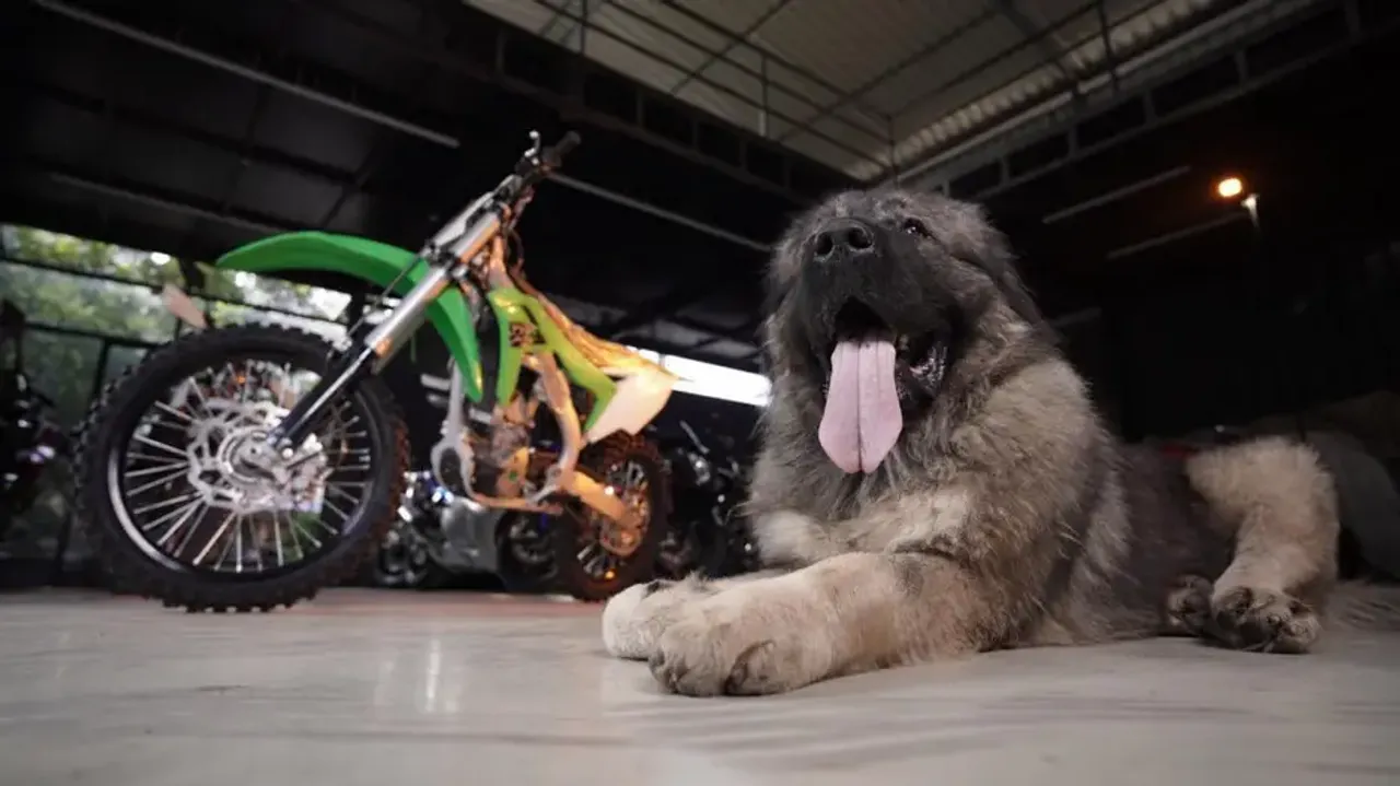 Rs 20 crore for a dog! Know qualities of Caucasian Shepherd breed