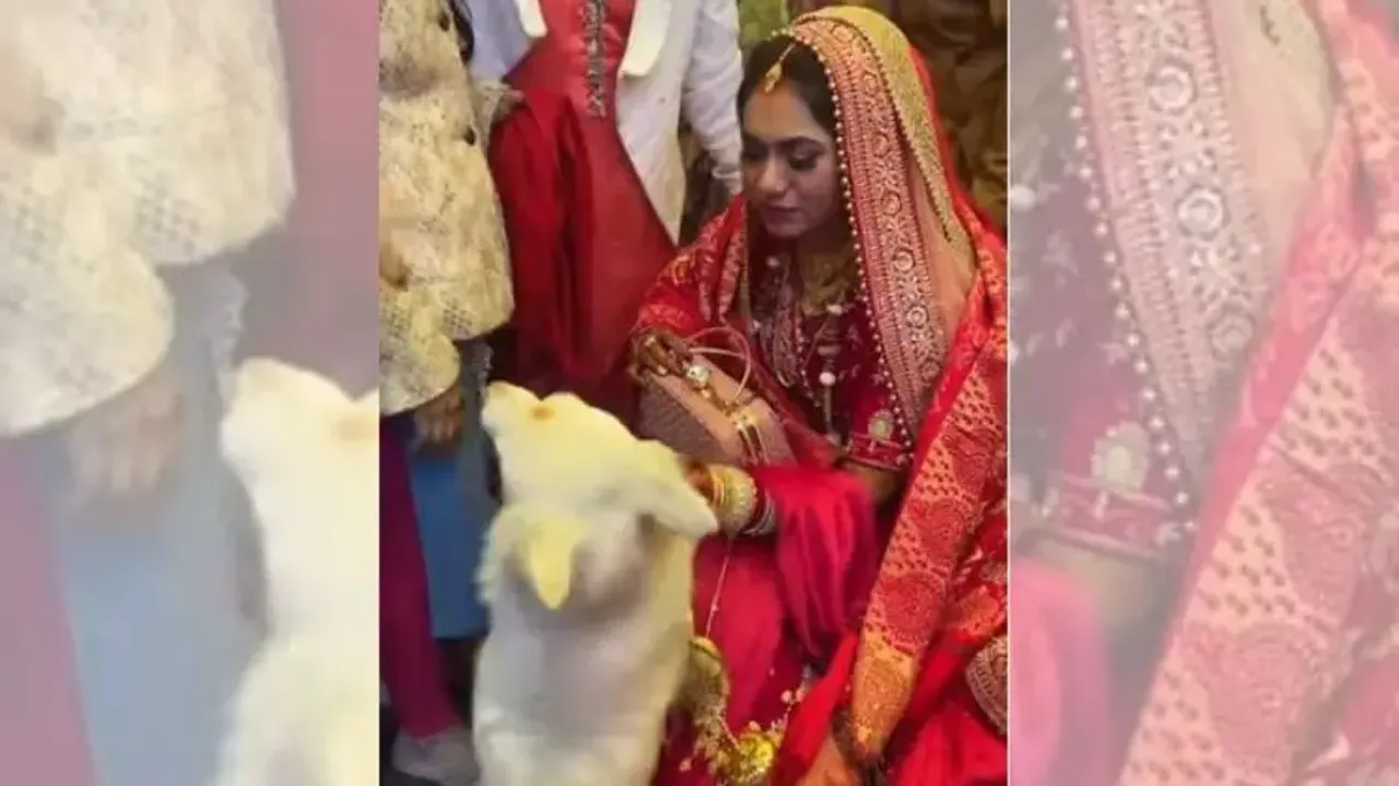 Pet dog refuses to let bride go to groom’s house after marriage – Watch emotional video