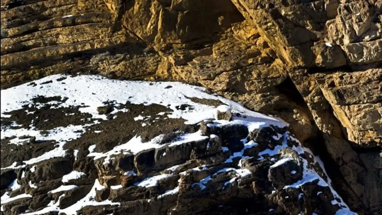 Spot the snow leopard if you can in 10 seconds... 