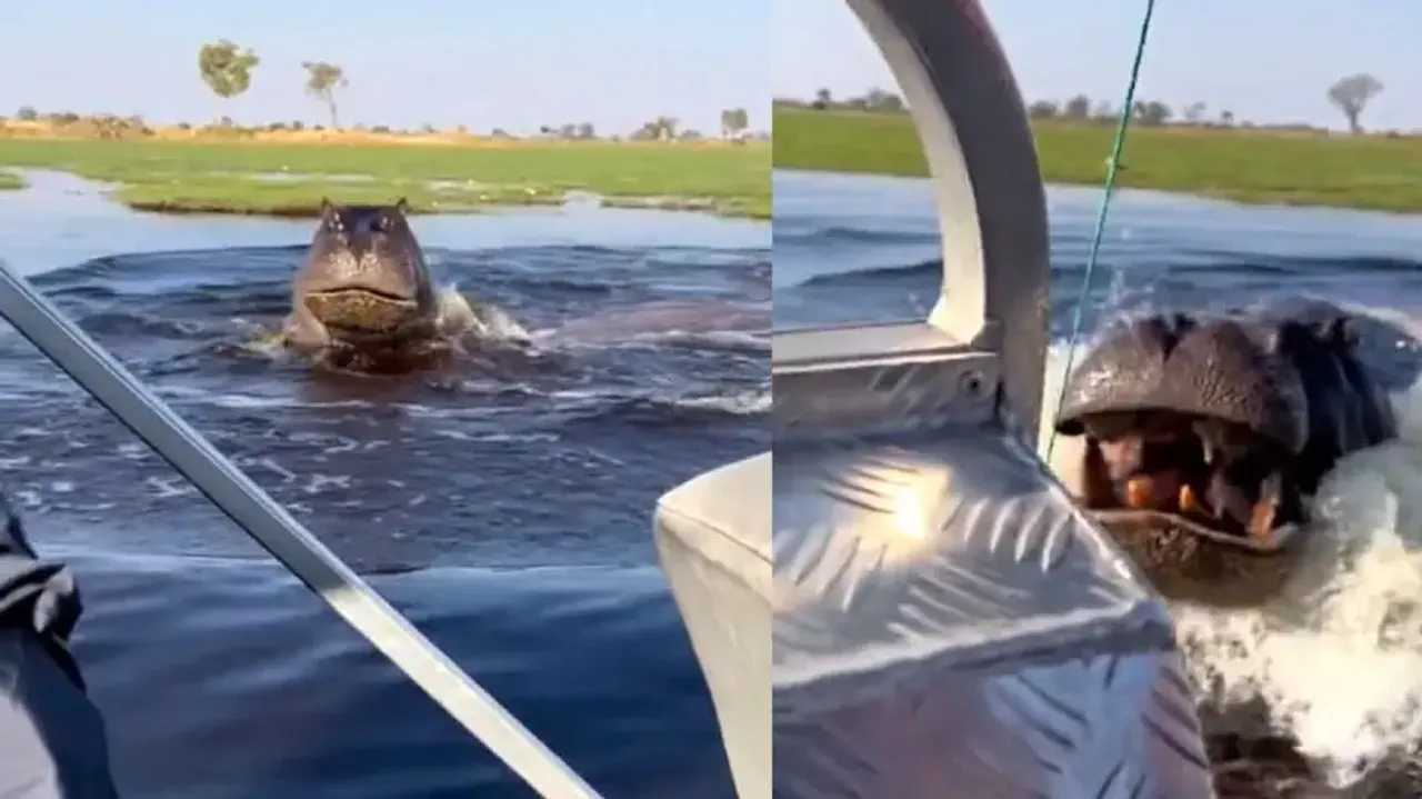 Hippo aggressively chases people riding motorboat, watch