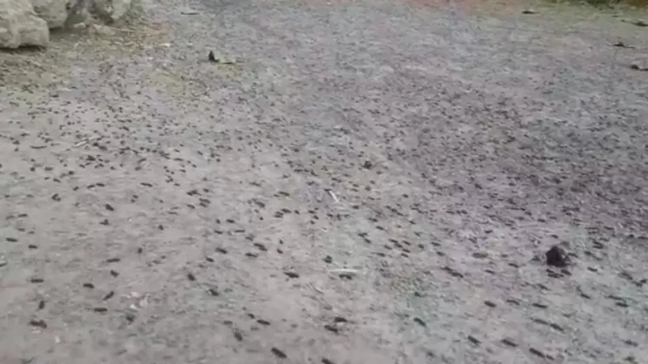 Worm menace: Odisha Health department starts taking measures 