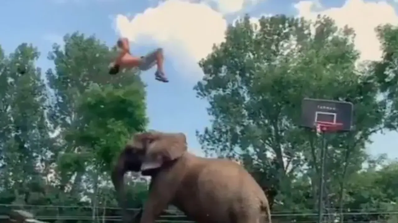 Youth plays basketball with elephant, video will leave you amazed