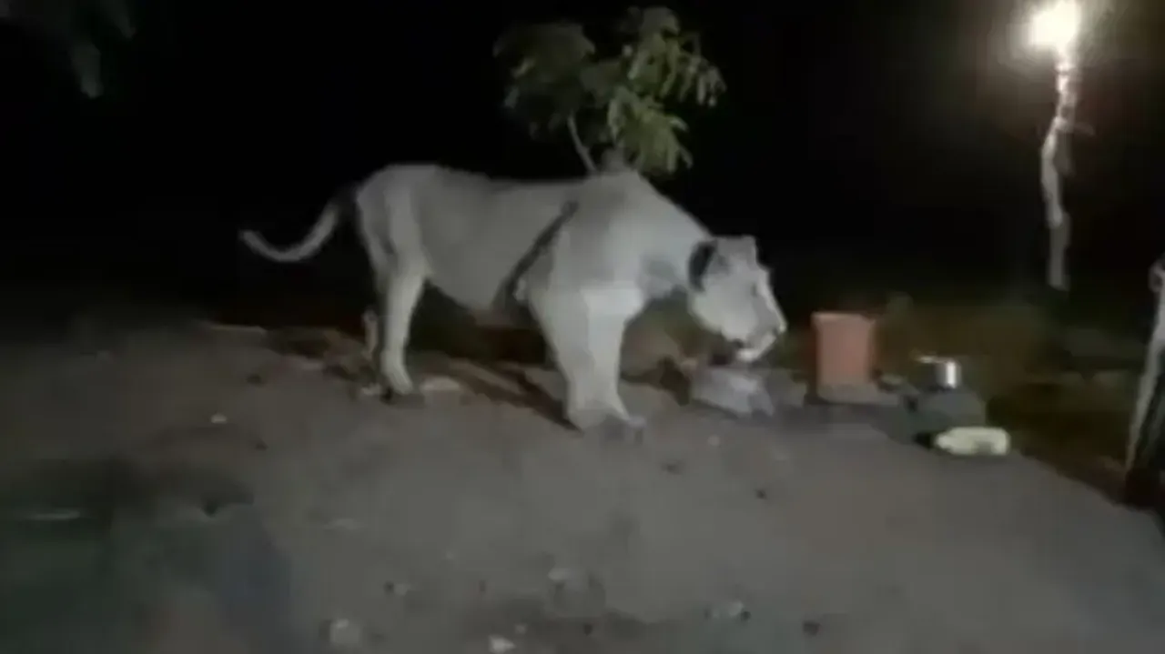 Drunk man teases hungry lioness with chicken in bone-chilling video, watch