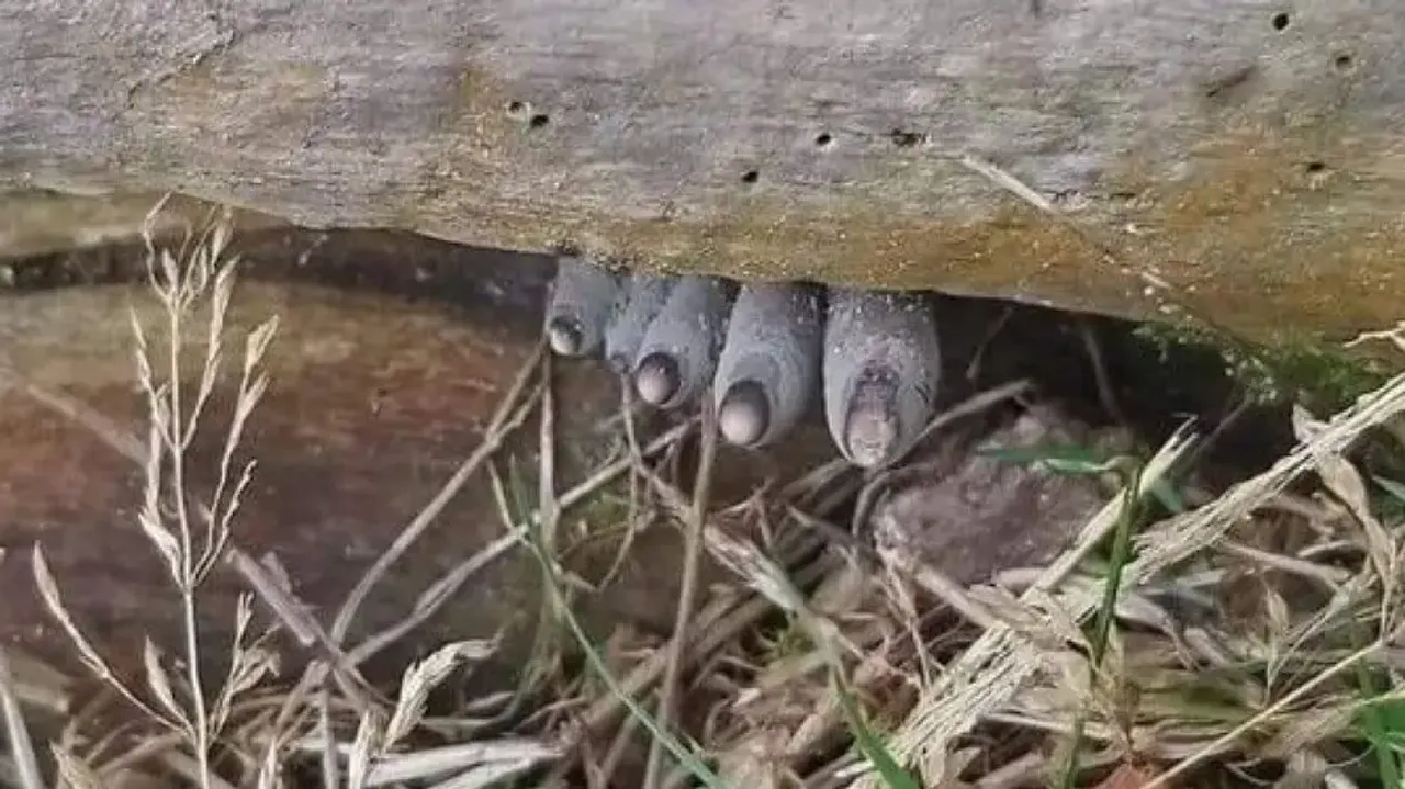 This ‘Bhoot’ like fungus will scare the hell out of you
